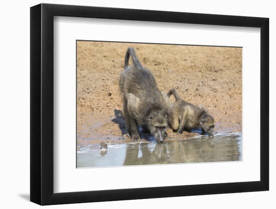 Chacma Baboons (Papio Cynocephalus) at Waterhole, Mkhuze Game Reserve, Kwazulu-Natal, South Africa-Ann & Steve Toon-Framed Photographic Print