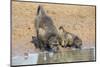 Chacma Baboons (Papio Cynocephalus) at Waterhole, Mkhuze Game Reserve, Kwazulu-Natal, South Africa-Ann & Steve Toon-Mounted Photographic Print