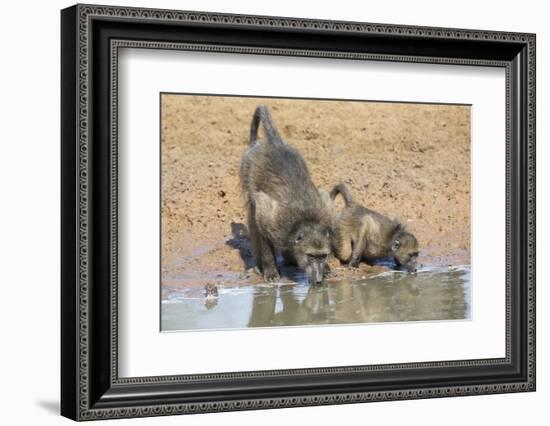 Chacma Baboons (Papio Cynocephalus) at Waterhole, Mkhuze Game Reserve, Kwazulu-Natal, South Africa-Ann & Steve Toon-Framed Photographic Print