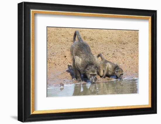 Chacma Baboons (Papio Cynocephalus) at Waterhole, Mkhuze Game Reserve, Kwazulu-Natal, South Africa-Ann & Steve Toon-Framed Photographic Print