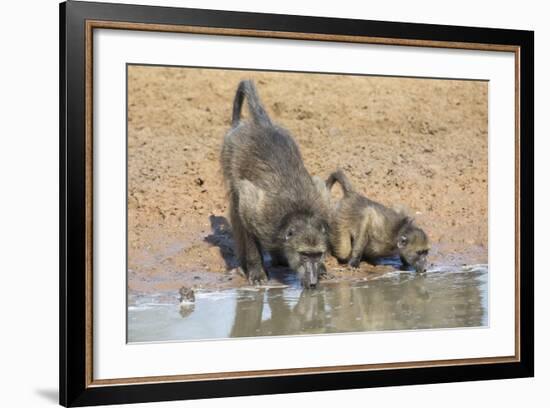 Chacma Baboons (Papio Cynocephalus) at Waterhole, Mkhuze Game Reserve, Kwazulu-Natal, South Africa-Ann & Steve Toon-Framed Photographic Print