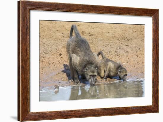 Chacma Baboons (Papio Cynocephalus) at Waterhole, Mkhuze Game Reserve, Kwazulu-Natal, South Africa-Ann & Steve Toon-Framed Photographic Print