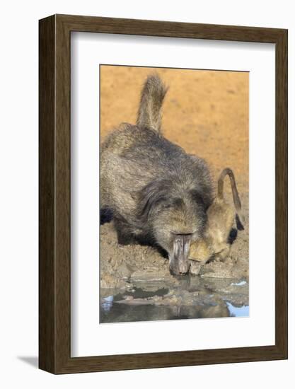 Chacma Baboons (Papio Cynocephalus) at Waterhole, Mkhuze Game Reserve, Kwazulu-Natal, South Africa-Ann & Steve Toon-Framed Photographic Print