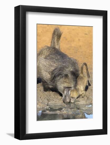 Chacma Baboons (Papio Cynocephalus) at Waterhole, Mkhuze Game Reserve, Kwazulu-Natal, South Africa-Ann & Steve Toon-Framed Photographic Print