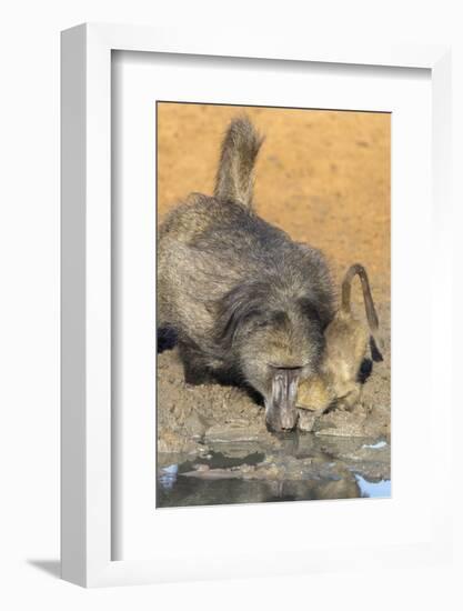 Chacma Baboons (Papio Cynocephalus) at Waterhole, Mkhuze Game Reserve, Kwazulu-Natal, South Africa-Ann & Steve Toon-Framed Photographic Print