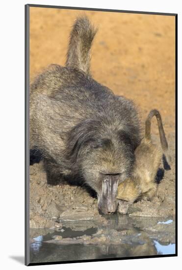 Chacma Baboons (Papio Cynocephalus) at Waterhole, Mkhuze Game Reserve, Kwazulu-Natal, South Africa-Ann & Steve Toon-Mounted Photographic Print