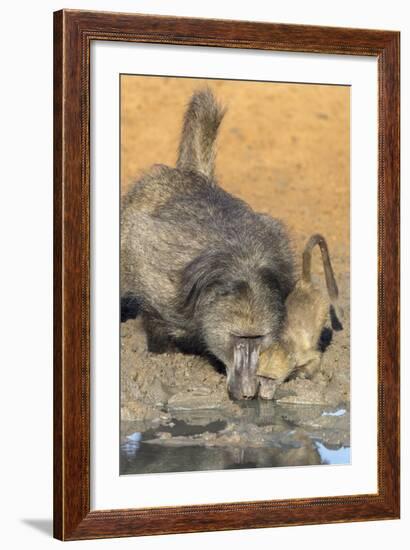 Chacma Baboons (Papio Cynocephalus) at Waterhole, Mkhuze Game Reserve, Kwazulu-Natal, South Africa-Ann & Steve Toon-Framed Photographic Print