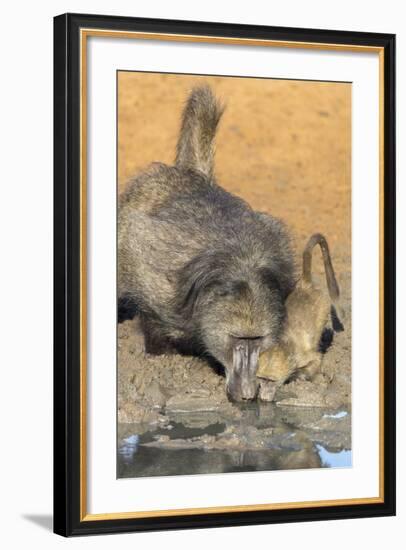 Chacma Baboons (Papio Cynocephalus) at Waterhole, Mkhuze Game Reserve, Kwazulu-Natal, South Africa-Ann & Steve Toon-Framed Photographic Print