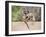 Chacma Baboons (Papio Cynocephalus Ursinus) Playing, Kruger National Park, Mpumalanga, South Africa-Ann & Steve Toon-Framed Photographic Print