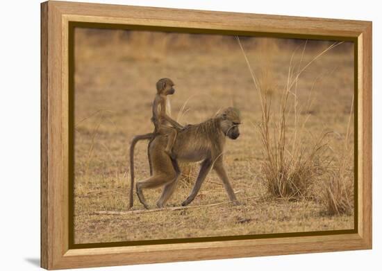 Chacma Baboons, South Luangwa National Park, Zambia-Art Wolfe-Framed Premier Image Canvas