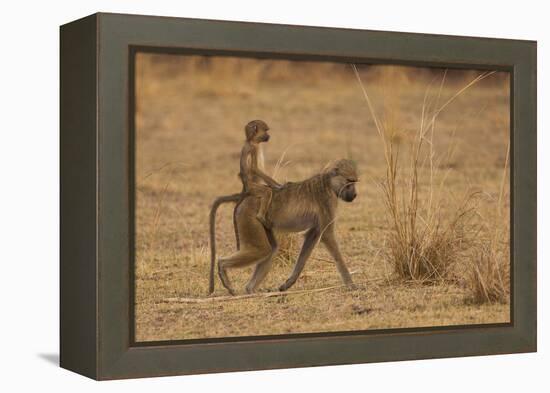 Chacma Baboons, South Luangwa National Park, Zambia-Art Wolfe-Framed Premier Image Canvas