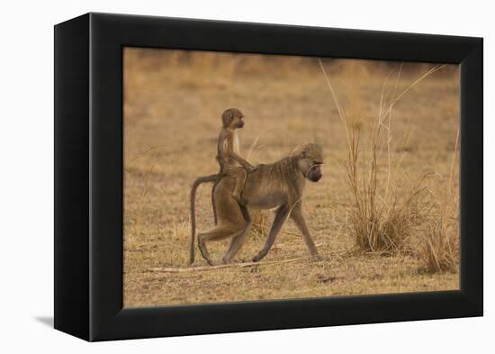 Chacma Baboons, South Luangwa National Park, Zambia-Art Wolfe-Framed Premier Image Canvas