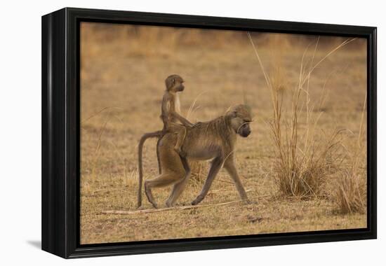 Chacma Baboons, South Luangwa National Park, Zambia-Art Wolfe-Framed Premier Image Canvas
