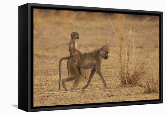 Chacma Baboons, South Luangwa National Park, Zambia-Art Wolfe-Framed Premier Image Canvas