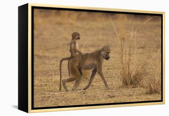 Chacma Baboons, South Luangwa National Park, Zambia-Art Wolfe-Framed Premier Image Canvas