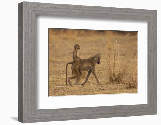 Chacma Baboons, South Luangwa National Park, Zambia-Art Wolfe-Framed Photographic Print