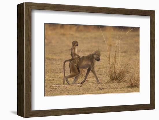 Chacma Baboons, South Luangwa National Park, Zambia-Art Wolfe-Framed Photographic Print