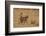 Chacma Baboons, South Luangwa National Park, Zambia-Art Wolfe-Framed Photographic Print