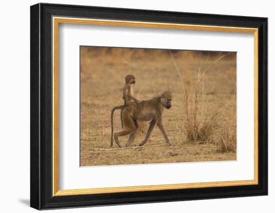 Chacma Baboons, South Luangwa National Park, Zambia-Art Wolfe-Framed Photographic Print