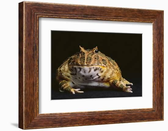 Chacoan Horned Frog-DLILLC-Framed Photographic Print