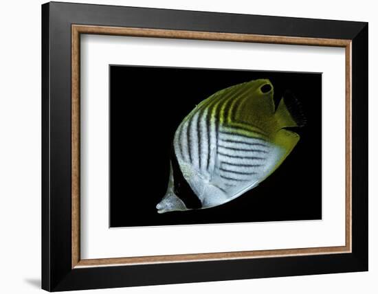 Chaetodon Auriga (Threadfin Butterflyfish)-Paul Starosta-Framed Photographic Print