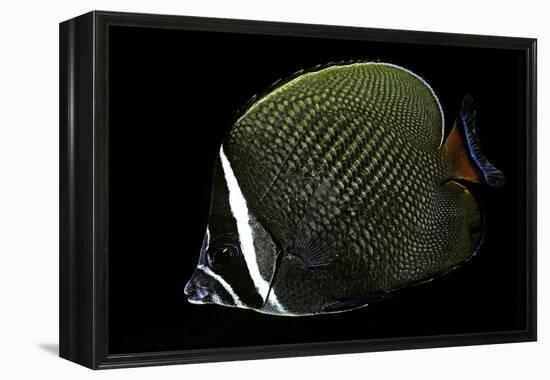 Chaetodon Collare (Redtail Butterflyfish, Collared Butterflyfish)-Paul Starosta-Framed Premier Image Canvas