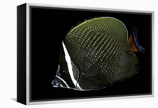 Chaetodon Collare (Redtail Butterflyfish, Collared Butterflyfish)-Paul Starosta-Framed Premier Image Canvas