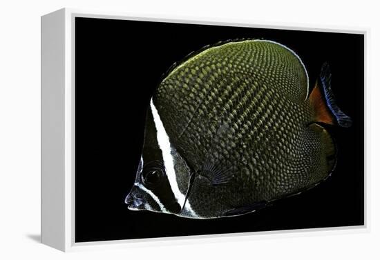 Chaetodon Collare (Redtail Butterflyfish, Collared Butterflyfish)-Paul Starosta-Framed Premier Image Canvas
