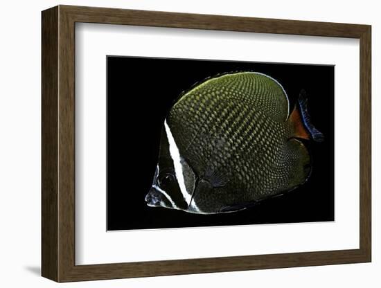 Chaetodon Collare (Redtail Butterflyfish, Collared Butterflyfish)-Paul Starosta-Framed Photographic Print