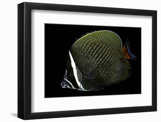 Chaetodon Collare (Redtail Butterflyfish, Collared Butterflyfish)-Paul Starosta-Framed Photographic Print