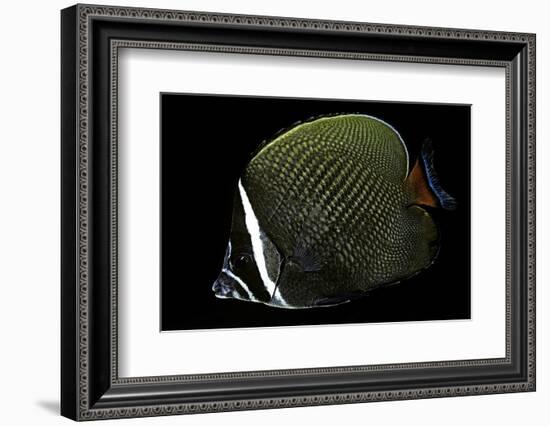 Chaetodon Collare (Redtail Butterflyfish, Collared Butterflyfish)-Paul Starosta-Framed Photographic Print