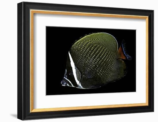 Chaetodon Collare (Redtail Butterflyfish, Collared Butterflyfish)-Paul Starosta-Framed Photographic Print