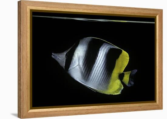 Chaetodon Ulietensis (Pacific Double-Saddle Butterflyfish)-Paul Starosta-Framed Premier Image Canvas