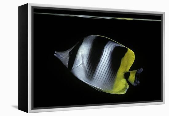 Chaetodon Ulietensis (Pacific Double-Saddle Butterflyfish)-Paul Starosta-Framed Premier Image Canvas