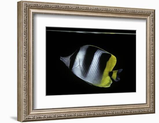 Chaetodon Ulietensis (Pacific Double-Saddle Butterflyfish)-Paul Starosta-Framed Photographic Print