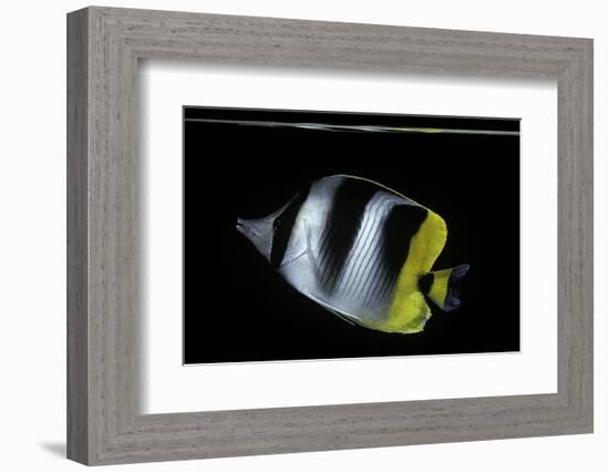 Chaetodon Ulietensis (Pacific Double-Saddle Butterflyfish)-Paul Starosta-Framed Photographic Print