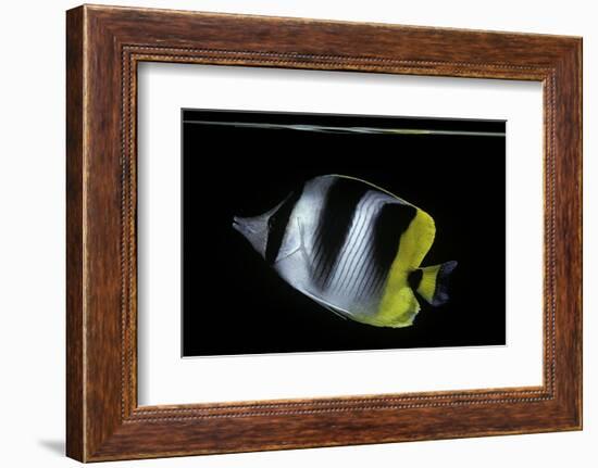 Chaetodon Ulietensis (Pacific Double-Saddle Butterflyfish)-Paul Starosta-Framed Photographic Print