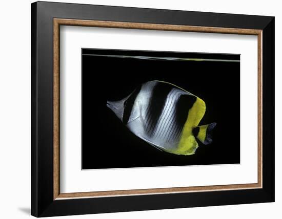 Chaetodon Ulietensis (Pacific Double-Saddle Butterflyfish)-Paul Starosta-Framed Photographic Print