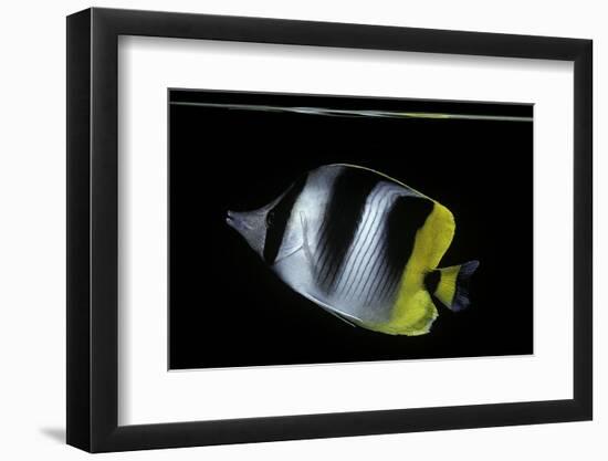 Chaetodon Ulietensis (Pacific Double-Saddle Butterflyfish)-Paul Starosta-Framed Photographic Print