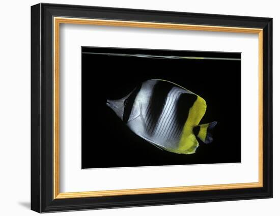 Chaetodon Ulietensis (Pacific Double-Saddle Butterflyfish)-Paul Starosta-Framed Photographic Print