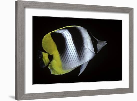 Chaetodon Ulietensis (Pacific Double-Saddle Butterflyfish)-Paul Starosta-Framed Photographic Print