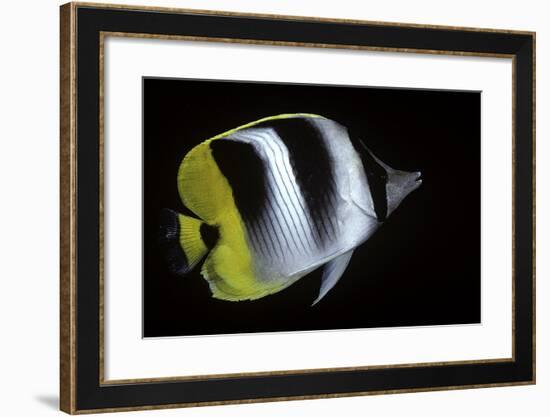 Chaetodon Ulietensis (Pacific Double-Saddle Butterflyfish)-Paul Starosta-Framed Photographic Print