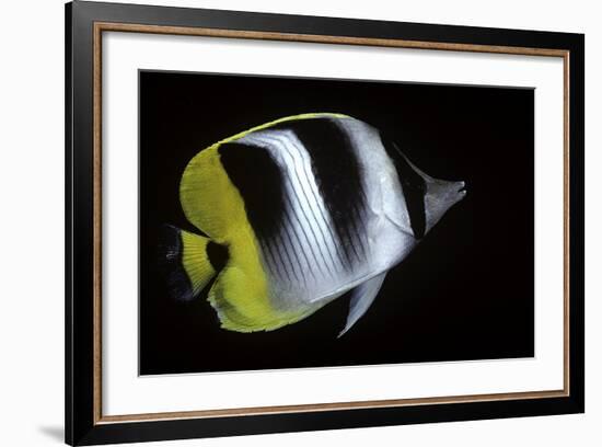 Chaetodon Ulietensis (Pacific Double-Saddle Butterflyfish)-Paul Starosta-Framed Photographic Print