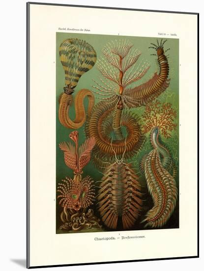 Chaetopoda, 1899-1904-null-Mounted Giclee Print