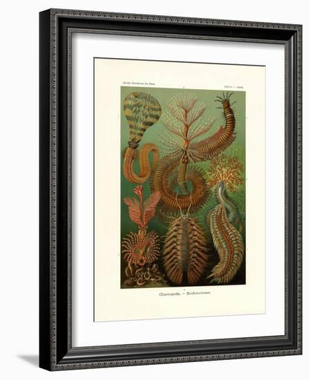 Chaetopoda, 1899-1904-null-Framed Giclee Print