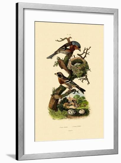 Chaffinch, 1833-39-null-Framed Giclee Print