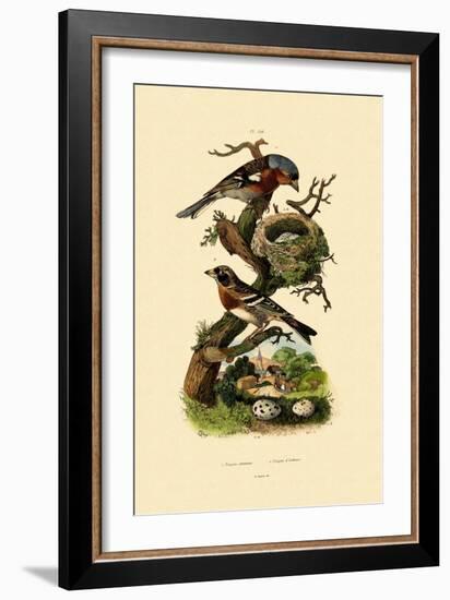 Chaffinch, 1833-39-null-Framed Giclee Print