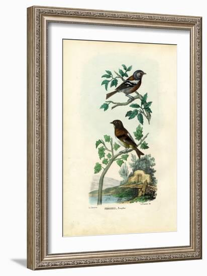 Chaffinch, 1863-79-Raimundo Petraroja-Framed Giclee Print