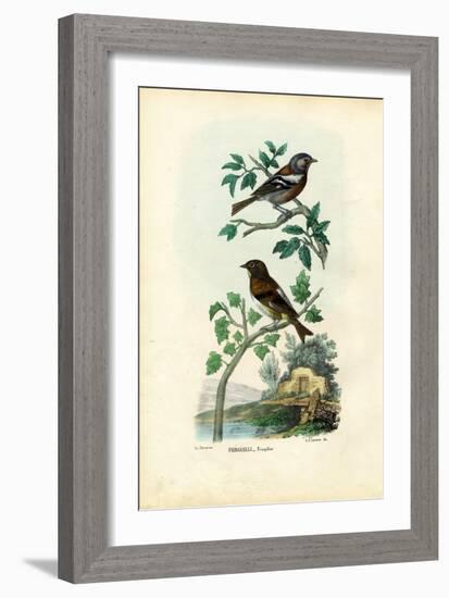 Chaffinch, 1863-79-Raimundo Petraroja-Framed Giclee Print