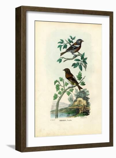 Chaffinch, 1863-79-Raimundo Petraroja-Framed Giclee Print